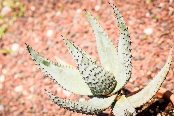 Folhas de plantas de aloé ferox — Fotografia de Stock