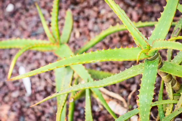 Aloe-Camperi-Pflanze — Stockfoto