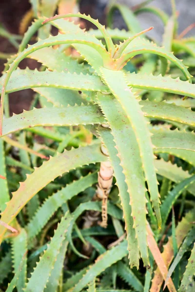 Aloe arborescens folhas de plantas — Fotografia de Stock