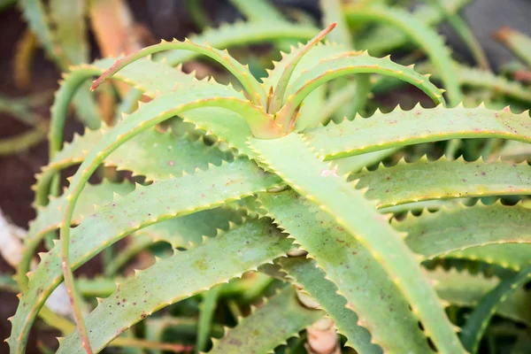 Aloe arborescens folhas de plantas — Fotografia de Stock