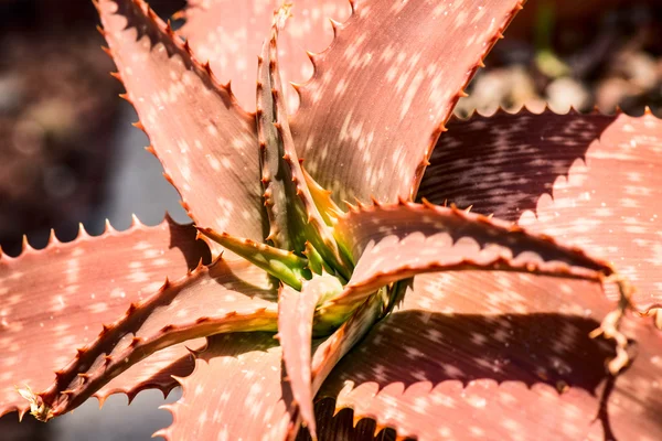 Aloe longibracteata variedade planta — Fotografia de Stock