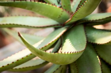 Aloe ferox bitki yaprakları