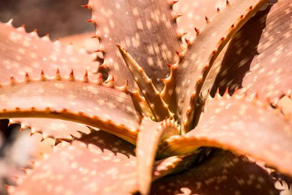 Aloe burgersfortensis folhas de plantas — Fotografia de Stock