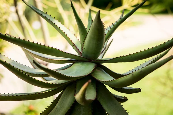 Blätter von Aloe Ferox — Stockfoto