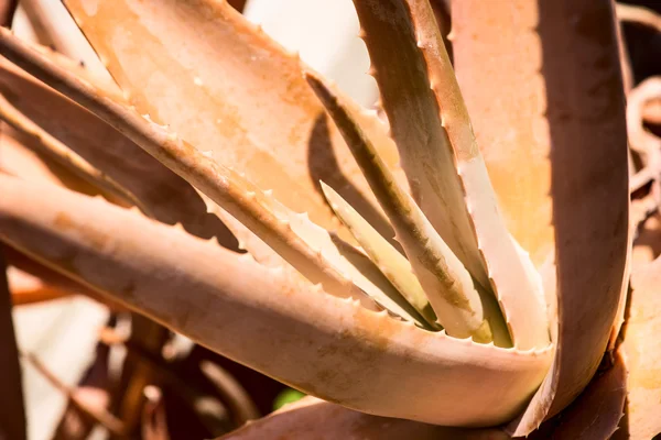 Aloe vera plant leaves — Stock Photo, Image