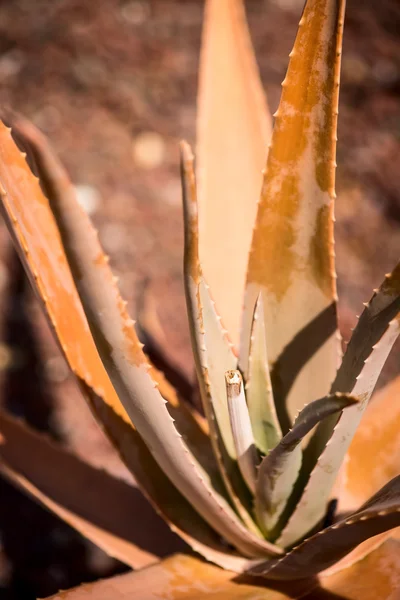 Folhas de plantas de aloe vera — Fotografia de Stock