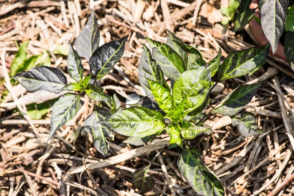 Cultivated chili - capsicum annuum — Stock Photo, Image