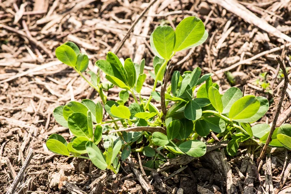 Cultivated arachis nut - arachis hipogaea — Stock Photo, Image