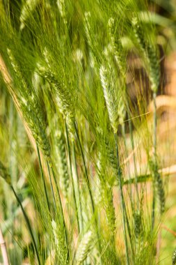 durum wheat - triticum durum timilia - poaceae clipart