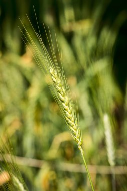 durum wheat - triticum durum timilia - poaceae clipart