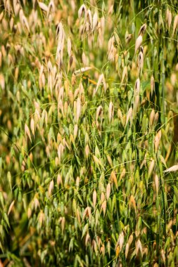 sativa yulaf - avena sativa - buğdaygiller