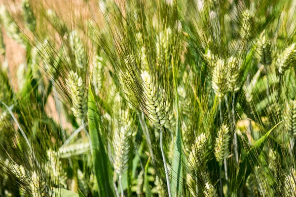 Durum tarwe - triticum durum - grassenfamilie — Stockfoto