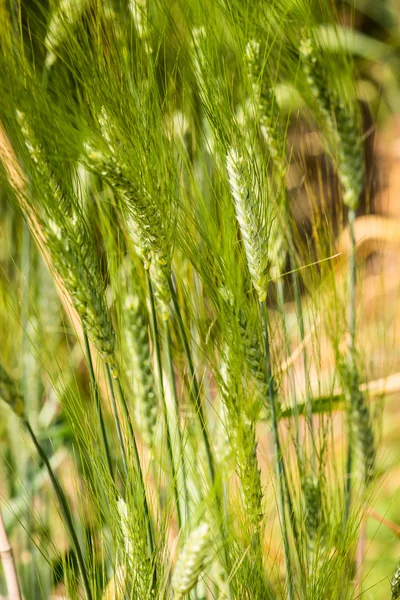 Trigo duro - triticum durum timilia - poaceae — Fotografia de Stock