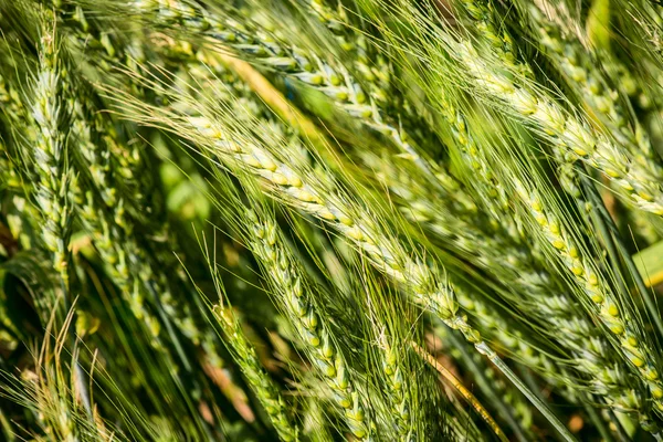 Summer wheat - triticum aestivum - poaceae — Stock Photo, Image