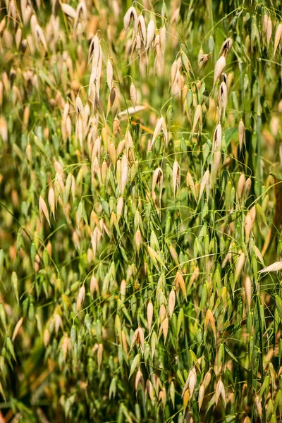 Sativa havre - avena sativa - gräs — Stockfoto