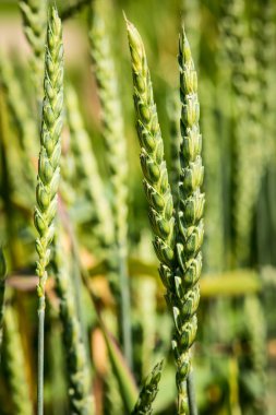 büyük yazıldığından - triticum spelta