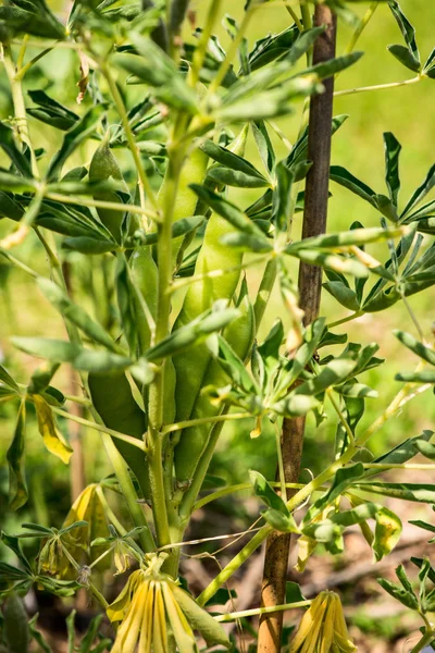 Lupine - lupinus albus — Stock Photo, Image