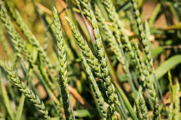 Grote spelt - triticum spelta — Stockfoto