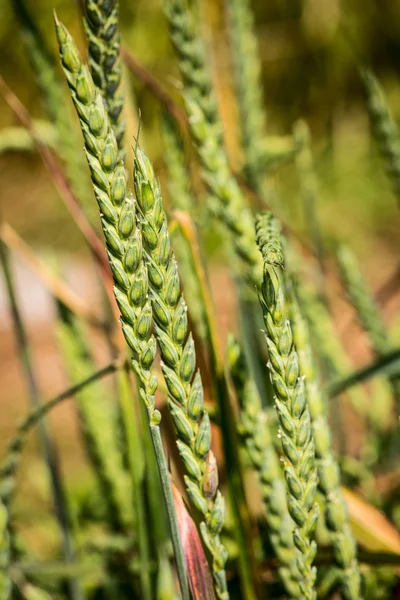 Stora spelt - triticum spelta — Stockfoto