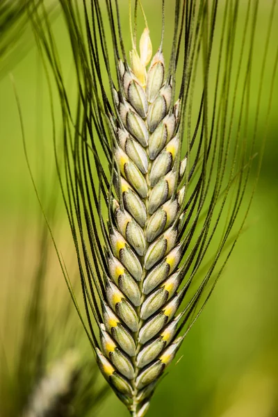 Medium spelt - triticum dicoccum - poaceae — Stock Photo, Image