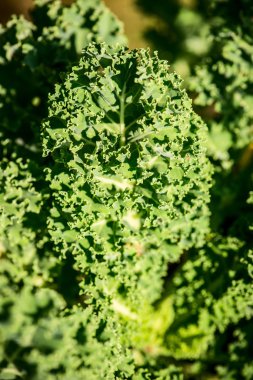 güzel bir gün bud - ana