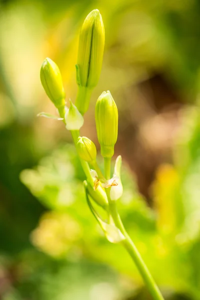 Beautiful in a day bud - hemerocallis — Stock Photo, Image