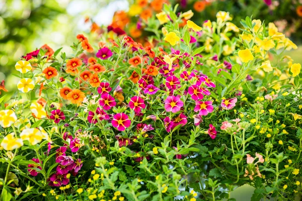 Alternative flowers roof garden — Stock Photo, Image