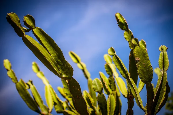 Schön in einer Tagesknospe - hemerocallis — Stockfoto