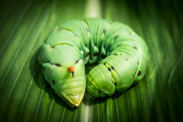 Grande lagarta - lagarta agrius convolvuli — Fotografia de Stock