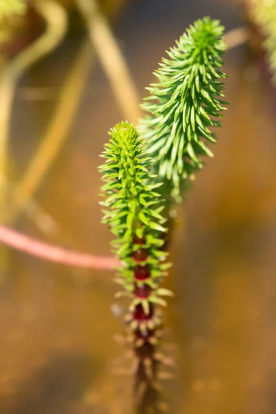 Horsetail - hippuris vulgaris - plantaginaceae — Stock Photo, Image