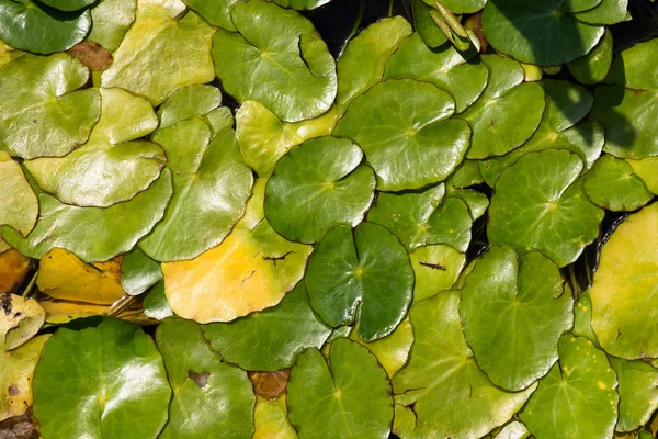 Limnantemio - nymphoides peltata - (Menyanthaceae) — Stockfoto
