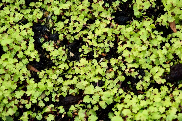 Vine rooted cuttings — Stock Photo, Image