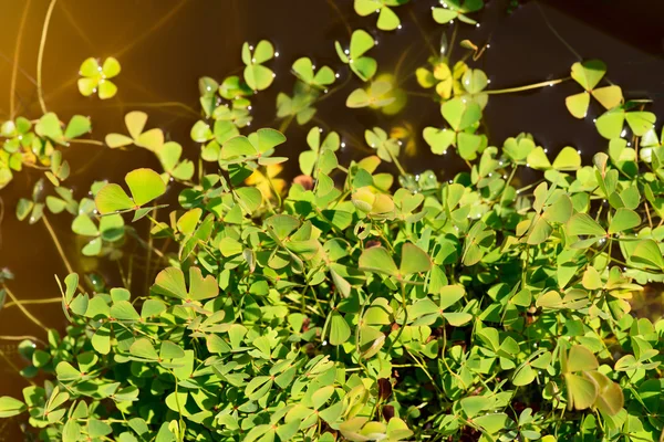 Water klaver - marsilea quadrifolia — Stockfoto