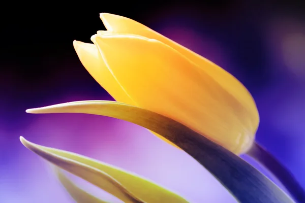 Tulipán amarillo sobre fondo colorido —  Fotos de Stock