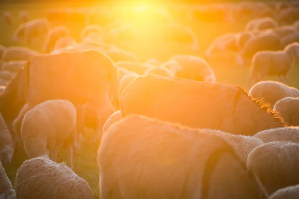 Herdensonnenuntergang — Stockfoto