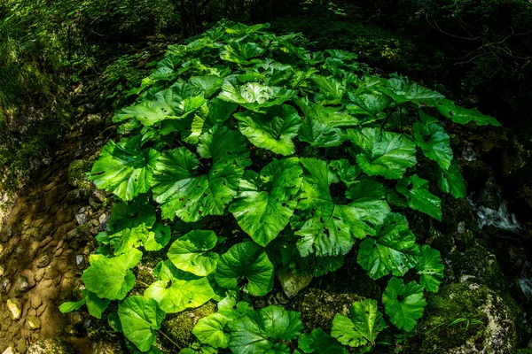 Groene, weelderige vegetatie — Stockfoto