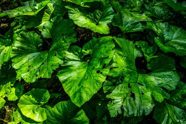 Groene lust vegetatie — Stockfoto