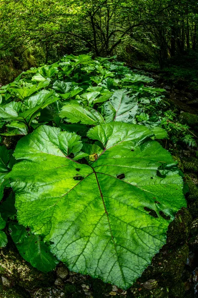 Grüne Lust-Vegetation — Stockfoto