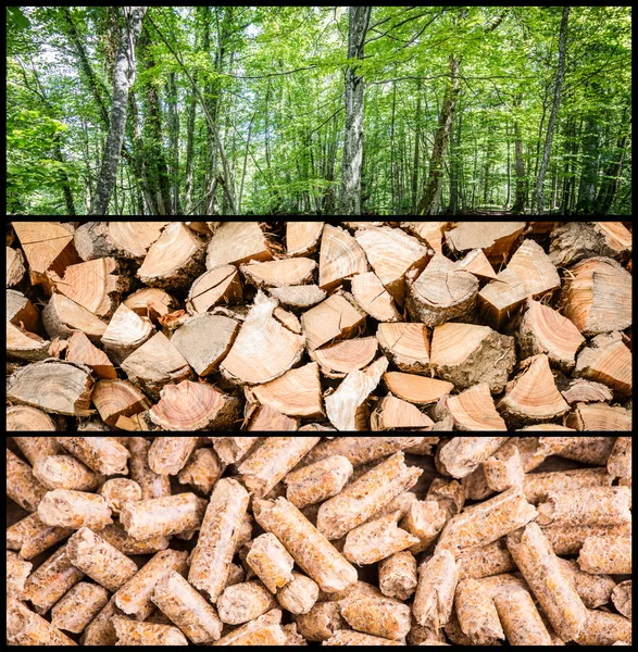 Výroba dřevěných pelet — Stock fotografie