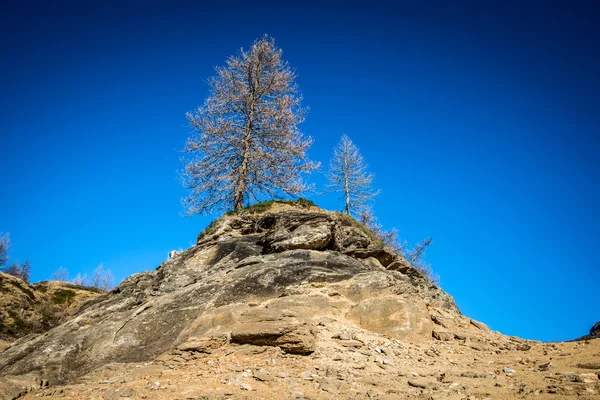 Ağaçların üstünde tepe — Stok fotoğraf