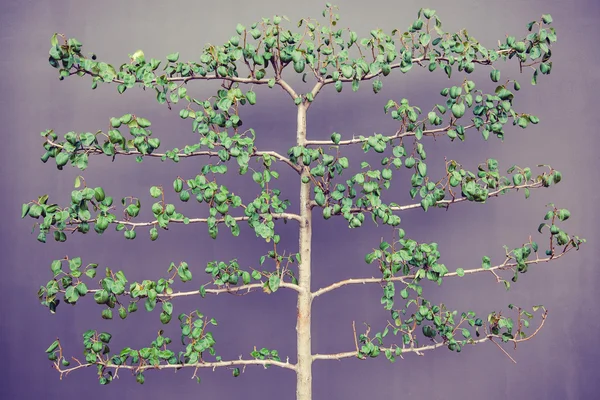 Ramas de árbol en lila — Foto de Stock