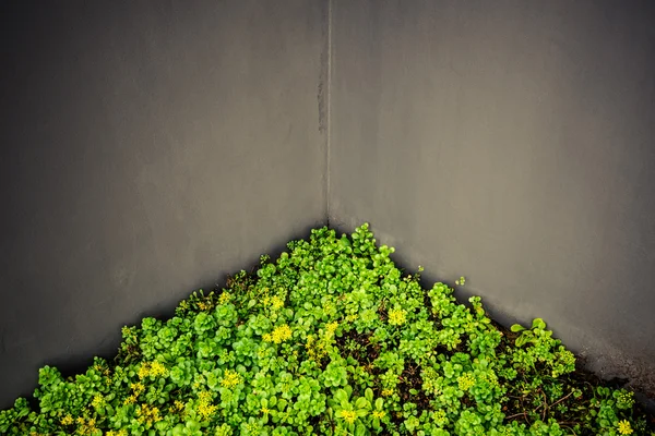 Зеленый угол здания — стоковое фото