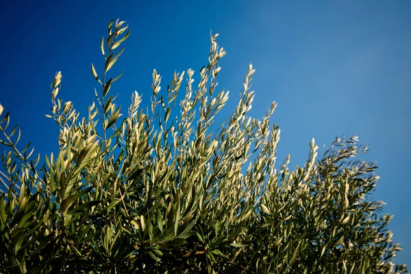 Ramos de azeitona e céu azul — Fotografia de Stock