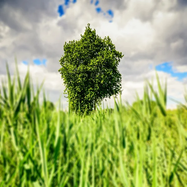 Arbre solitaire dans le ciel nuageux — Photo