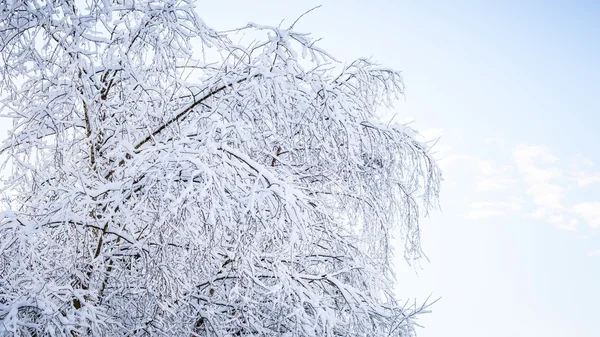 Krásný strom větví zasněžené — Stock fotografie