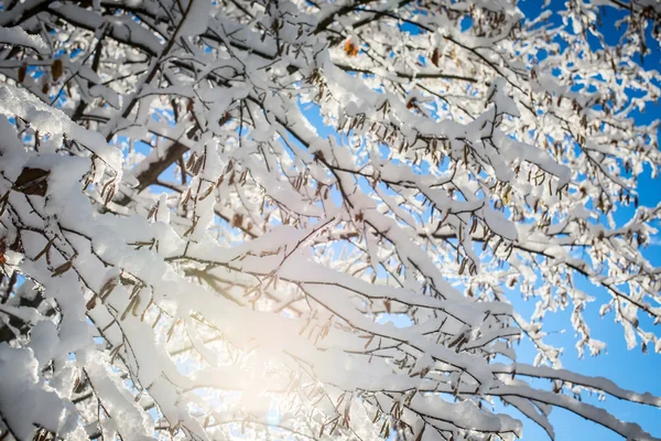 Belles branches d'arbres neige — Photo