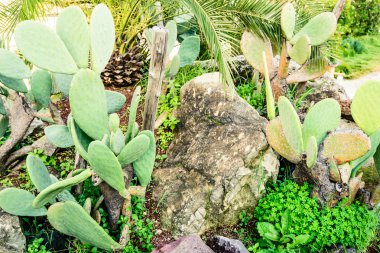 Akdeniz bitki örtüsü Bahçe