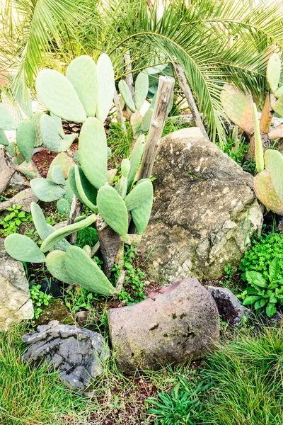 Mediterranean vegetação jardim — Fotografia de Stock