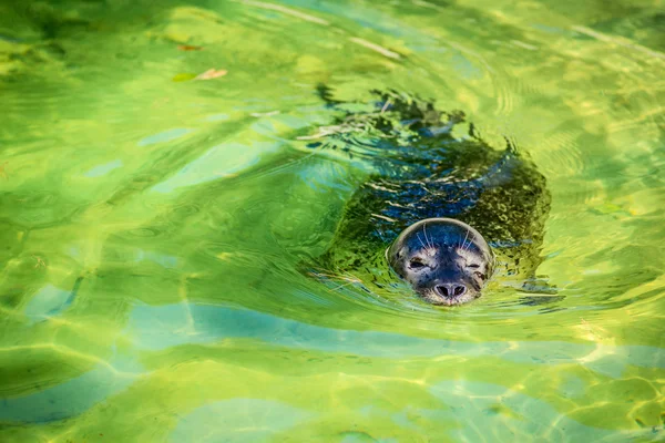 Banho de foca comum — Fotografia de Stock