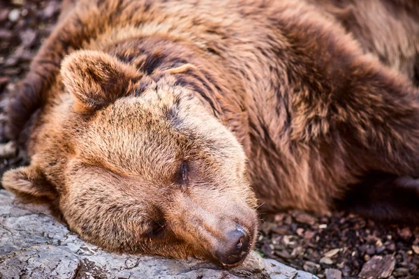 Urso marrom dormir — Fotografia de Stock